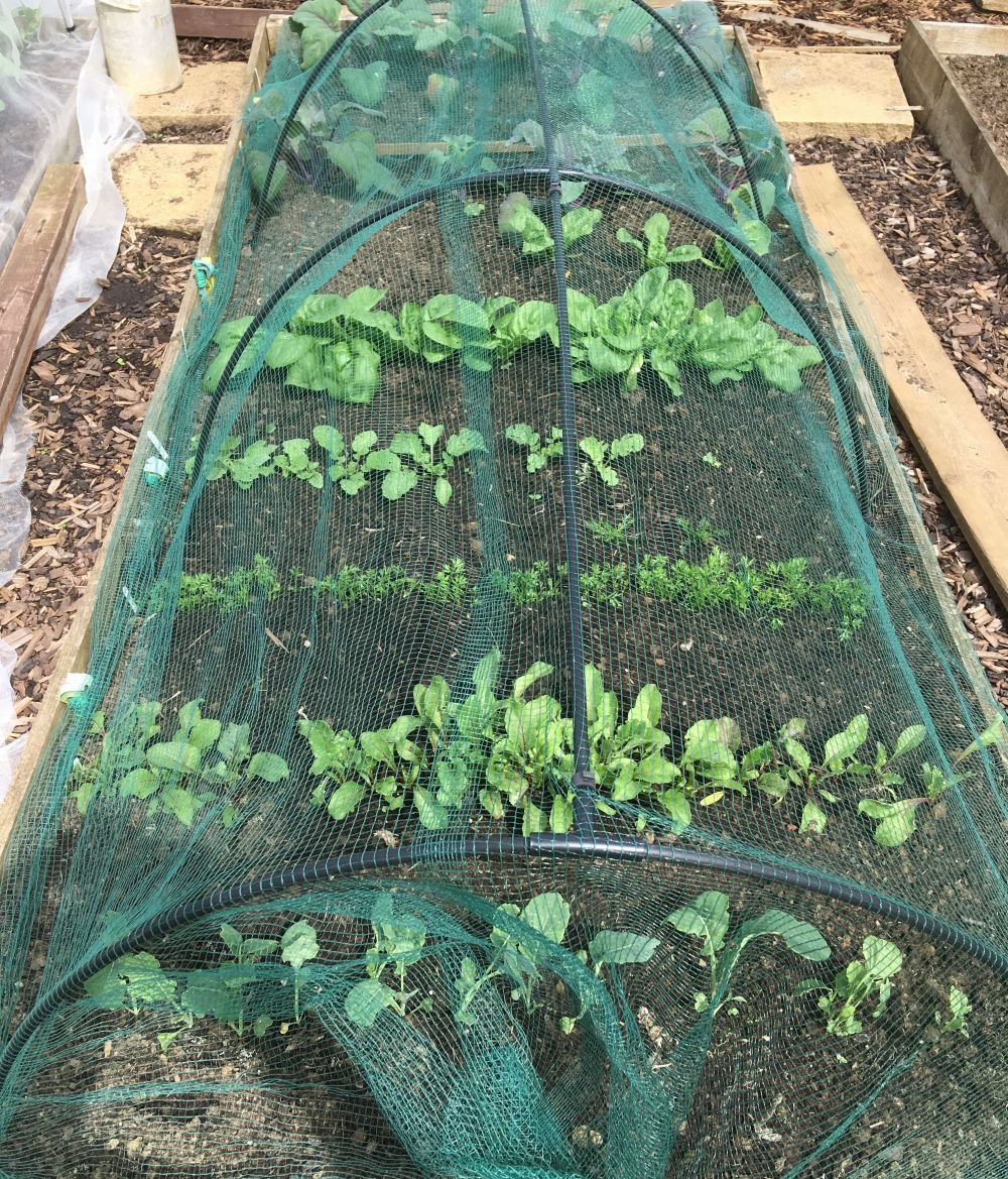 garden tunnel green netting