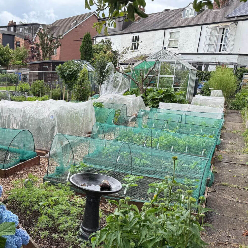 Vegetable garden with netting tunnels and a birdbath in a residential area.