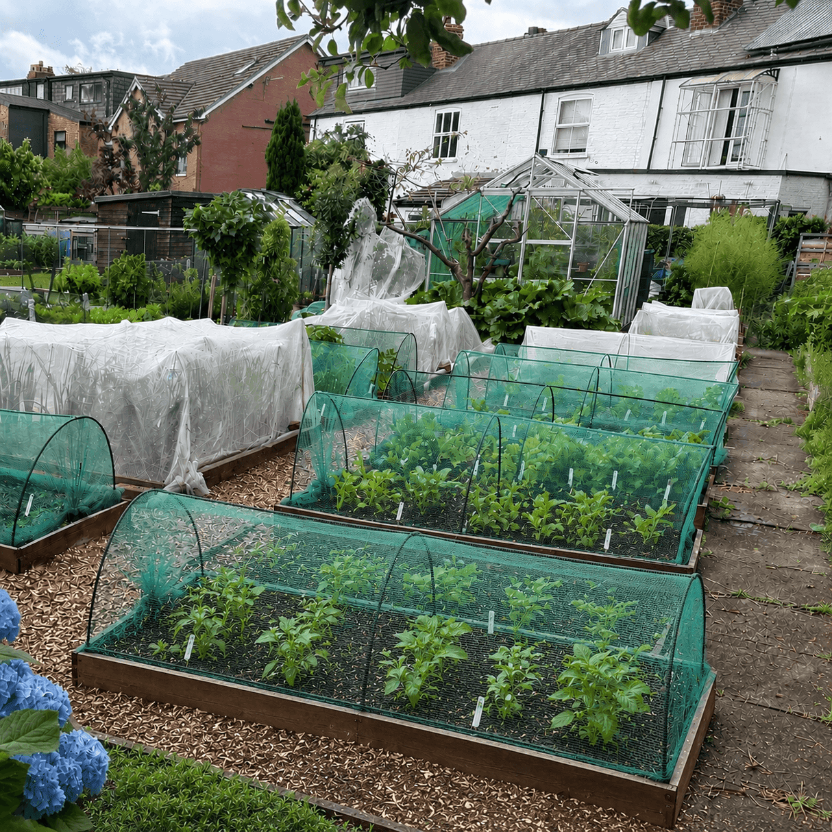 black hoops vegetable tunnel butterfly netting
