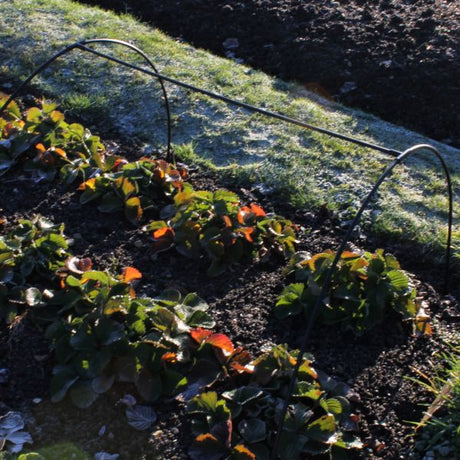 Black modular hoops in garden