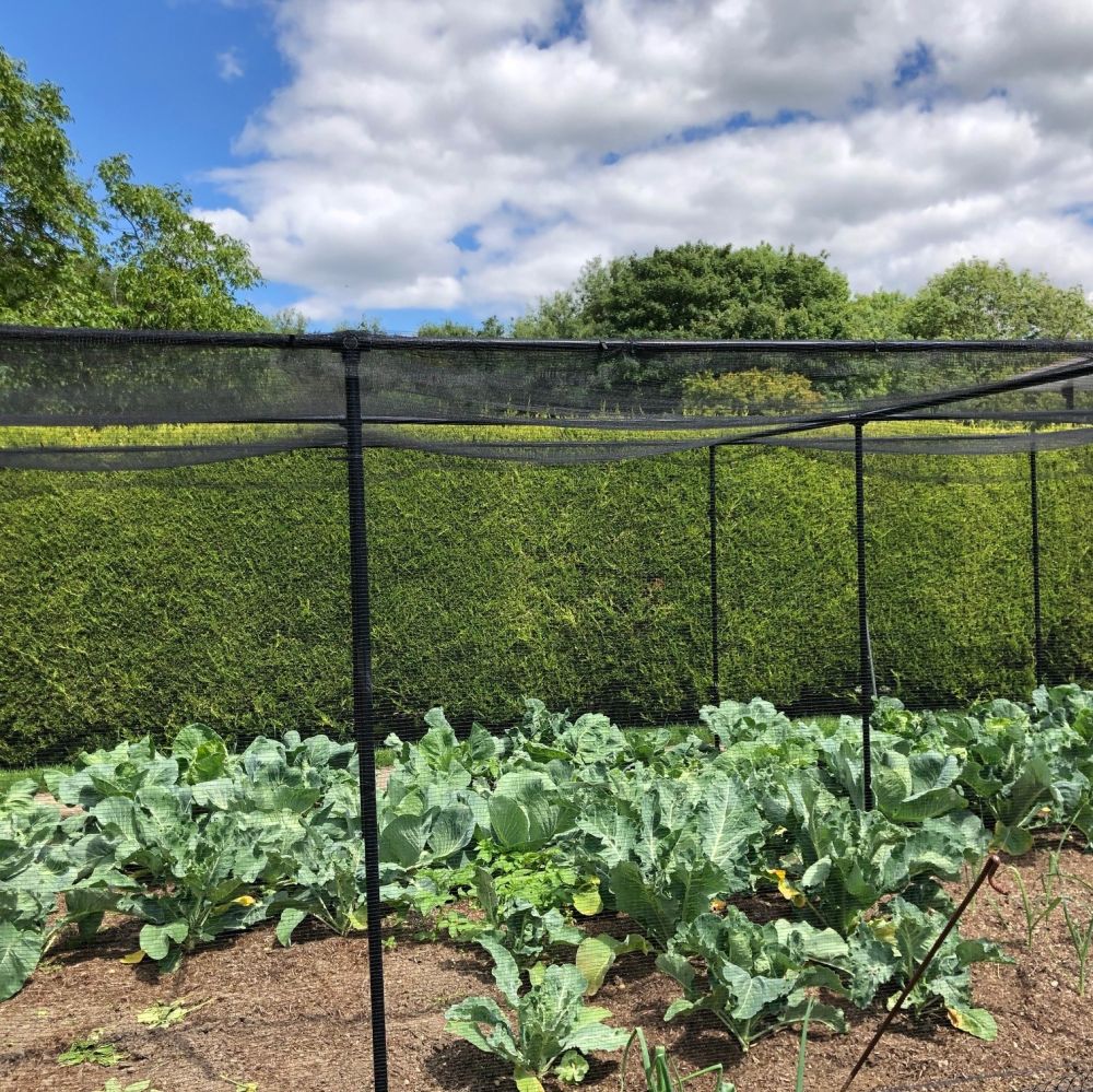 black premium cage over vegetabes in garden with hedge