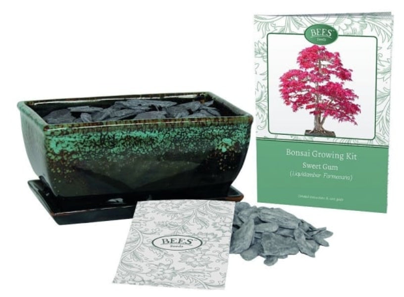 A bonsai growing kit set by Bees, including a pot with a saucer, compost, seeds, decorative gravel, and an instruction booklet, with the pot containing a Sweet Gum tree in the background.