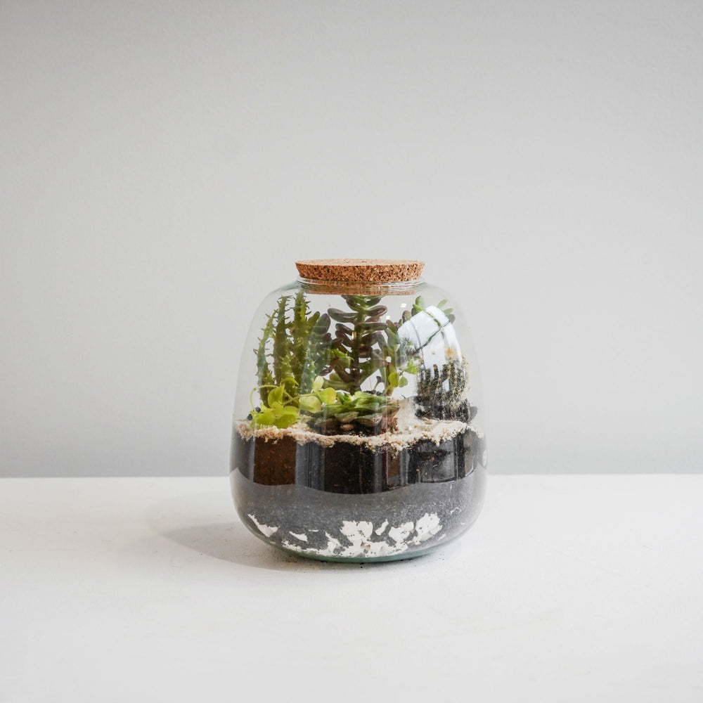 bowl shape glass terrarium it