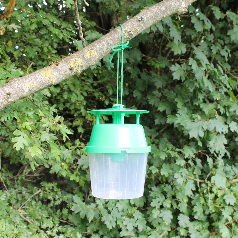 Box Moth trap hanging from tree