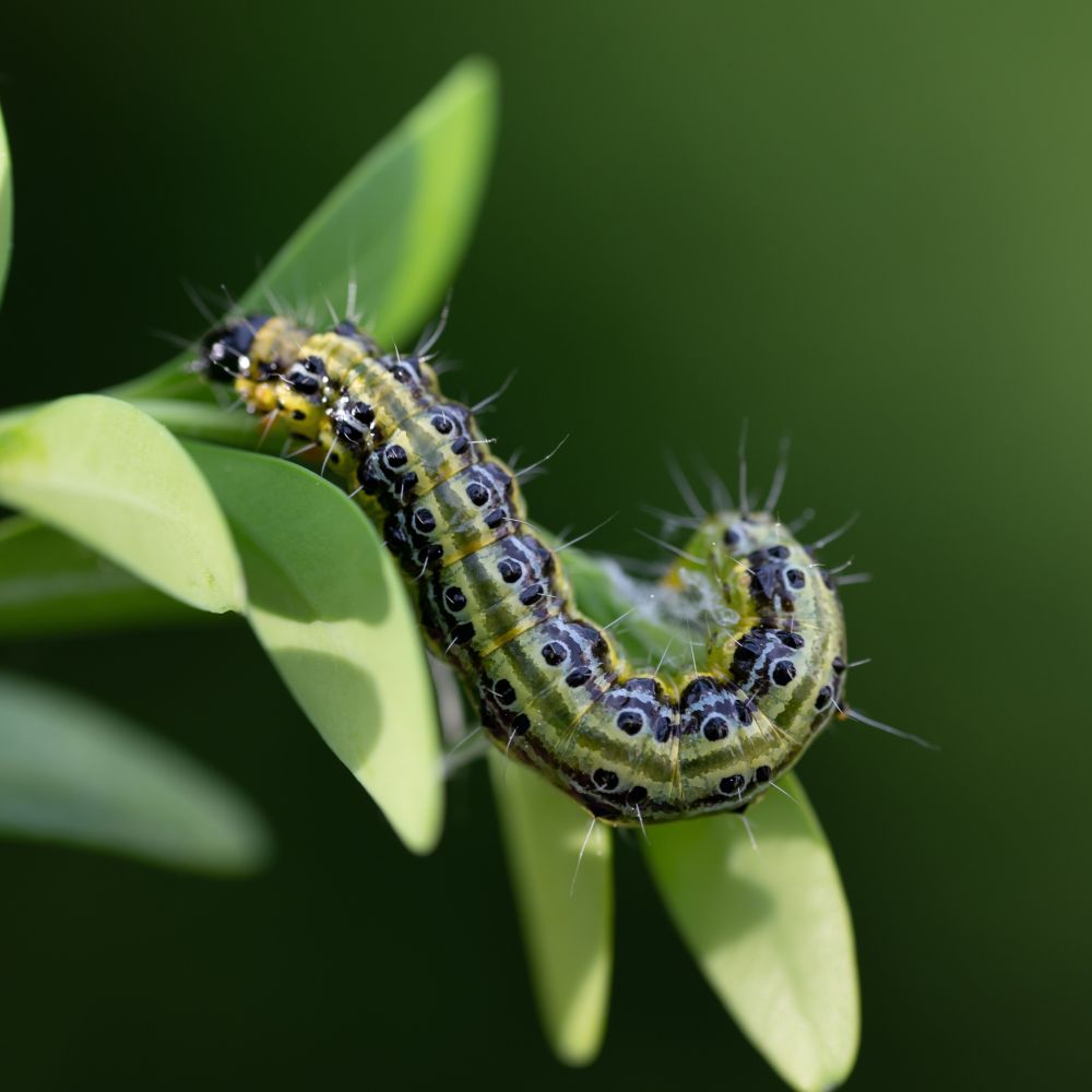 box moth caterpillar on hedge for identification