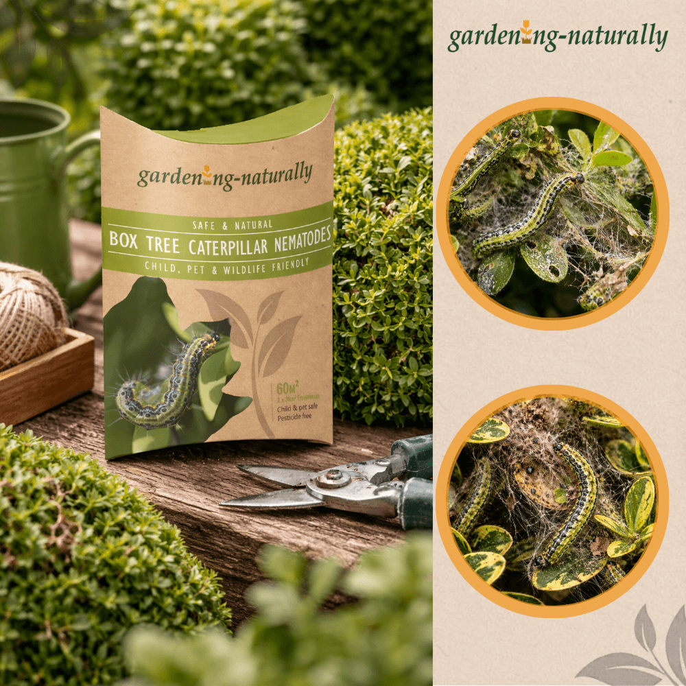 Package of Box Tree Caterpillar Nematodes with gardening tools and plants on a wooden surface.