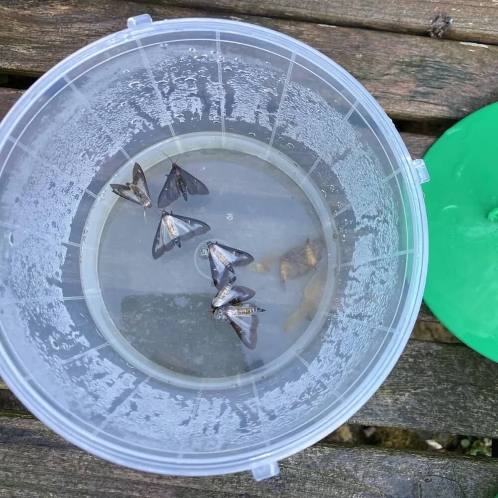 Box tree trap moths inside