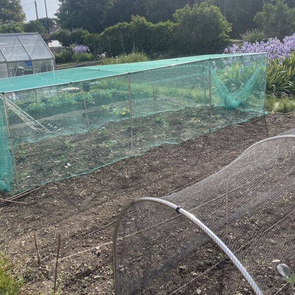 brassica cage in garden