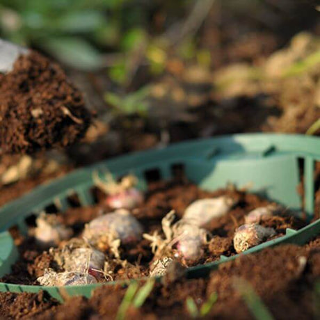 bulb basket with onions in