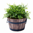 Potted plant in a wooden barrel planter with a white background