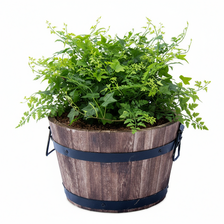 Potted plant in a wooden barrel planter with a white background