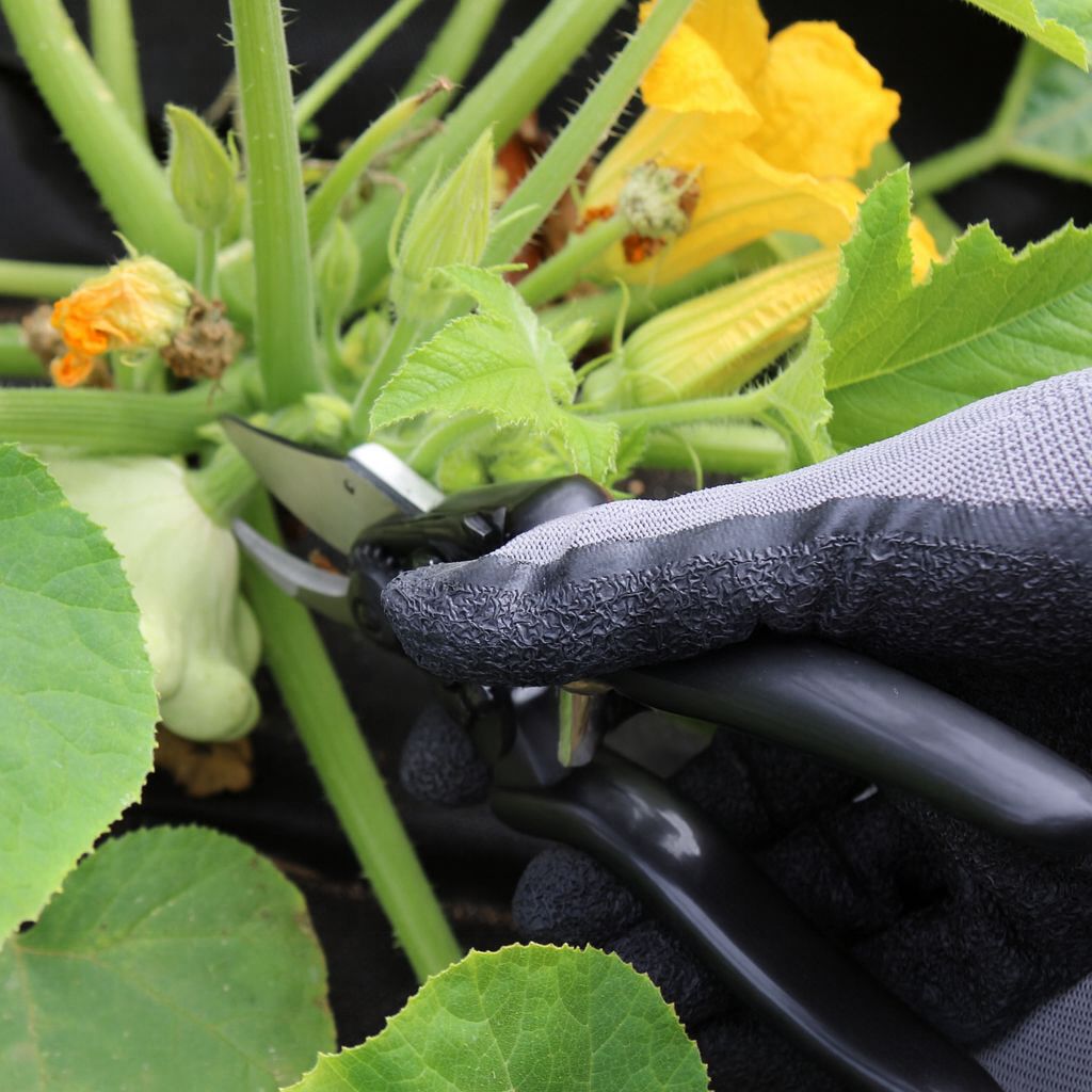 Hand wearing a black glove using garden shears to trim a plant with yellow flowers.