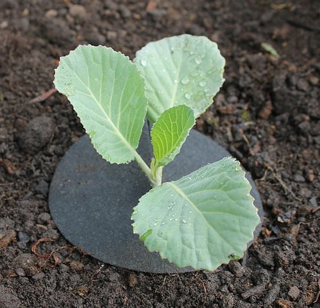 A young cabbage plant with a copper impregnated