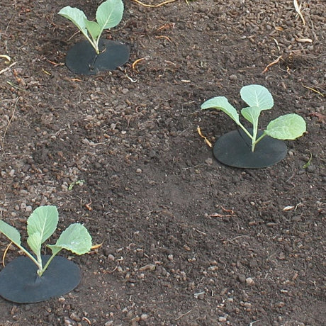 A young cabbage plant with a copper impregnated black fabric