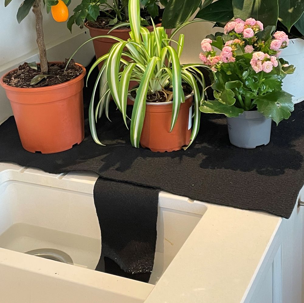 plant holiday watering