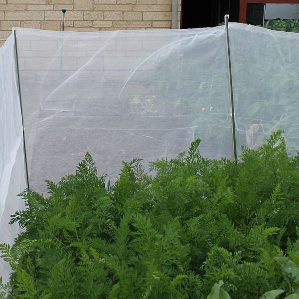 A section of white mesh netting used as a barrier around carrot plants