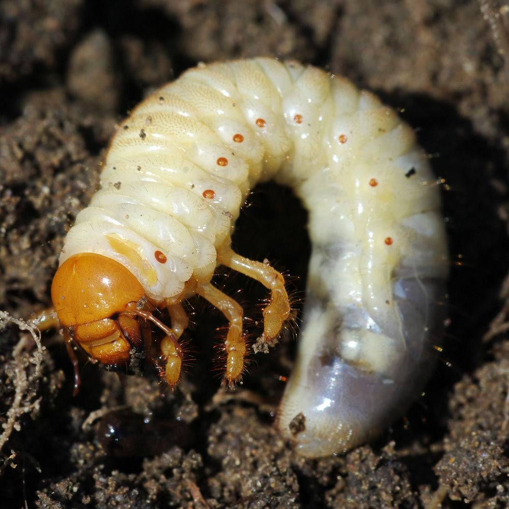 Close-up of a chafer grub worm on soil