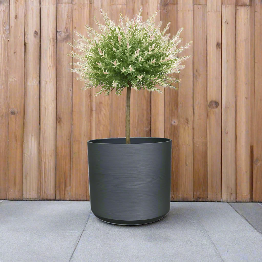 charcoal plant pot front door