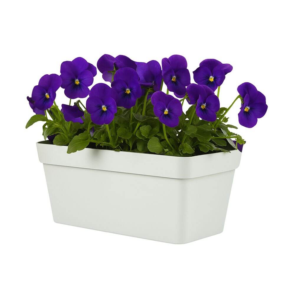 White planter with purple flowers on a white background