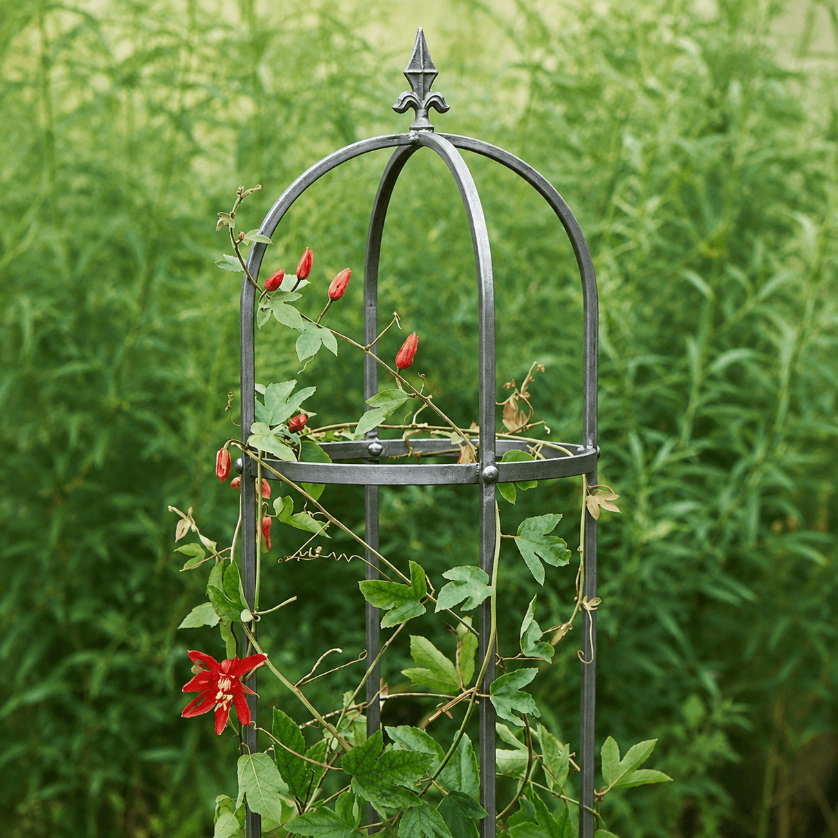Metal garden arch with climbing plants and red flowers against a green background