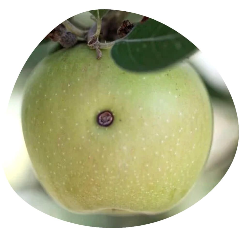 Codling moth damage on an apple