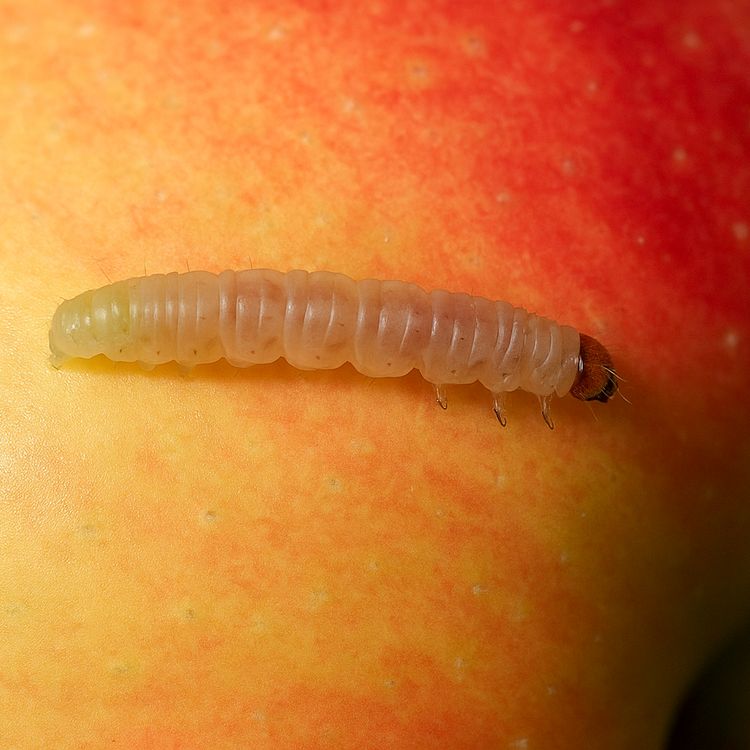 apple maggot codling moth