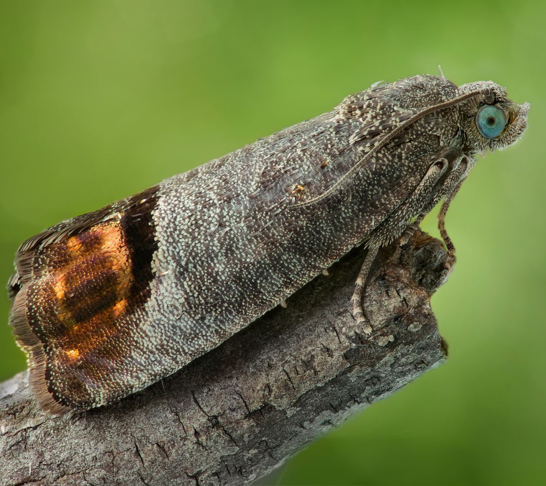 Codling moth on a tree