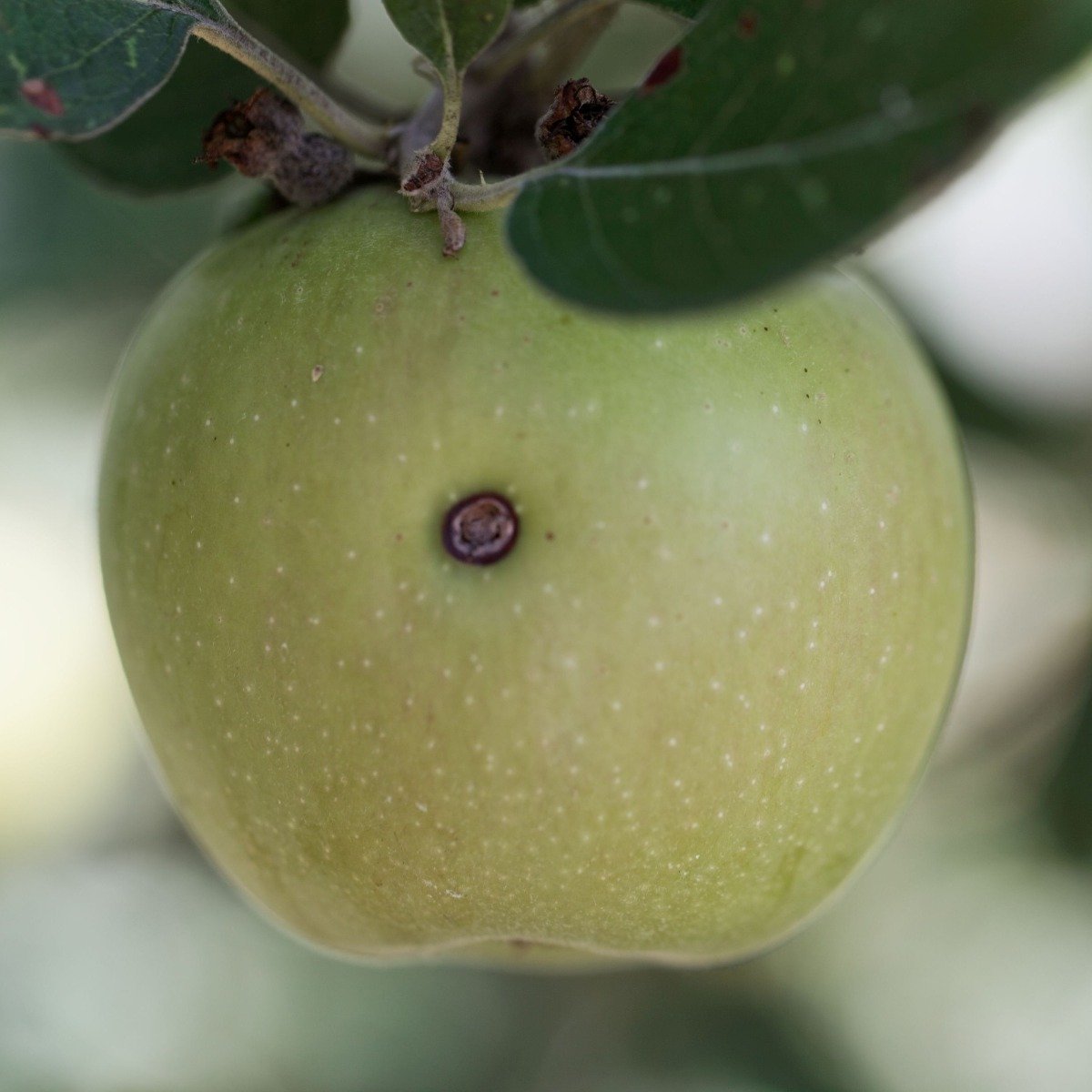 Codling Moth hole in apple
