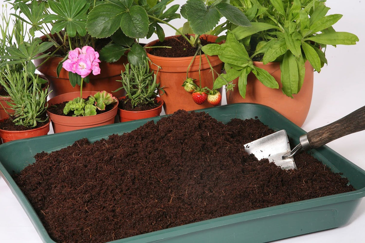 Coir compost in a garden tray