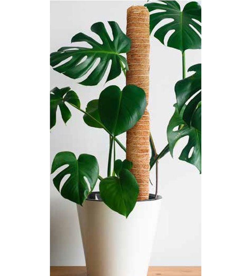 A coir coco fiber plant support pole placed inside a white pot, with green leaves of a plant growing around it.
