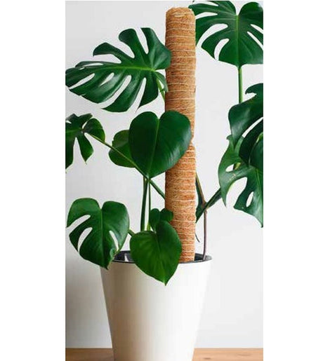 A coir coco fiber plant support pole placed inside a white pot, with green leaves of a plant growing around it.