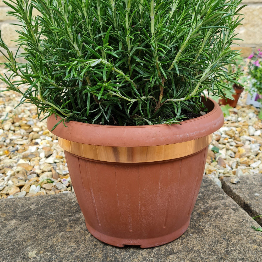 copper slug tape on plant pot