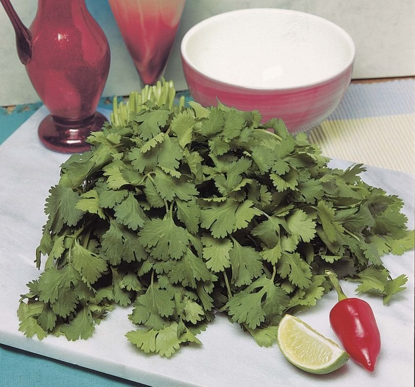 A bundle of fresh coriander leaves next to a red vase, white bowl, and a slice of lime with a red chili pepper.