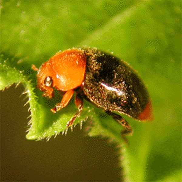 Cryptolaemus Montrouzieri Pack of 25