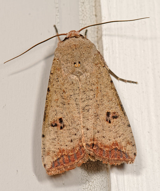 Brown cutworm moth on a textured white surface