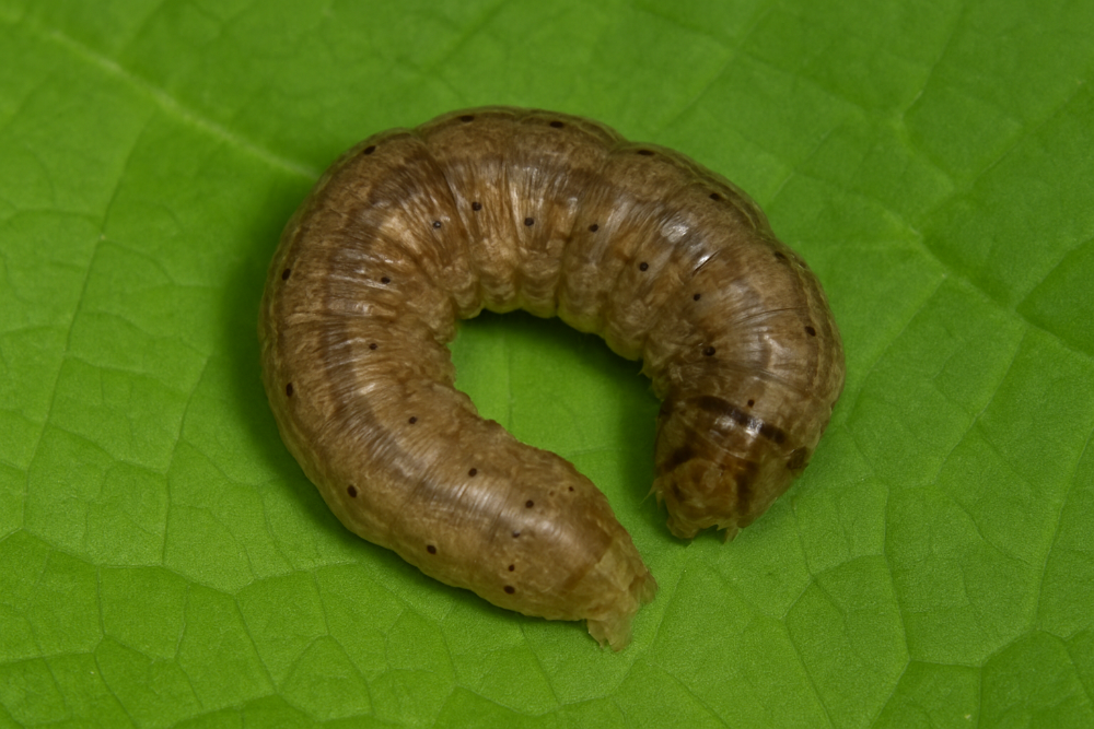 Brown cutworm caterpillar on a green leaf