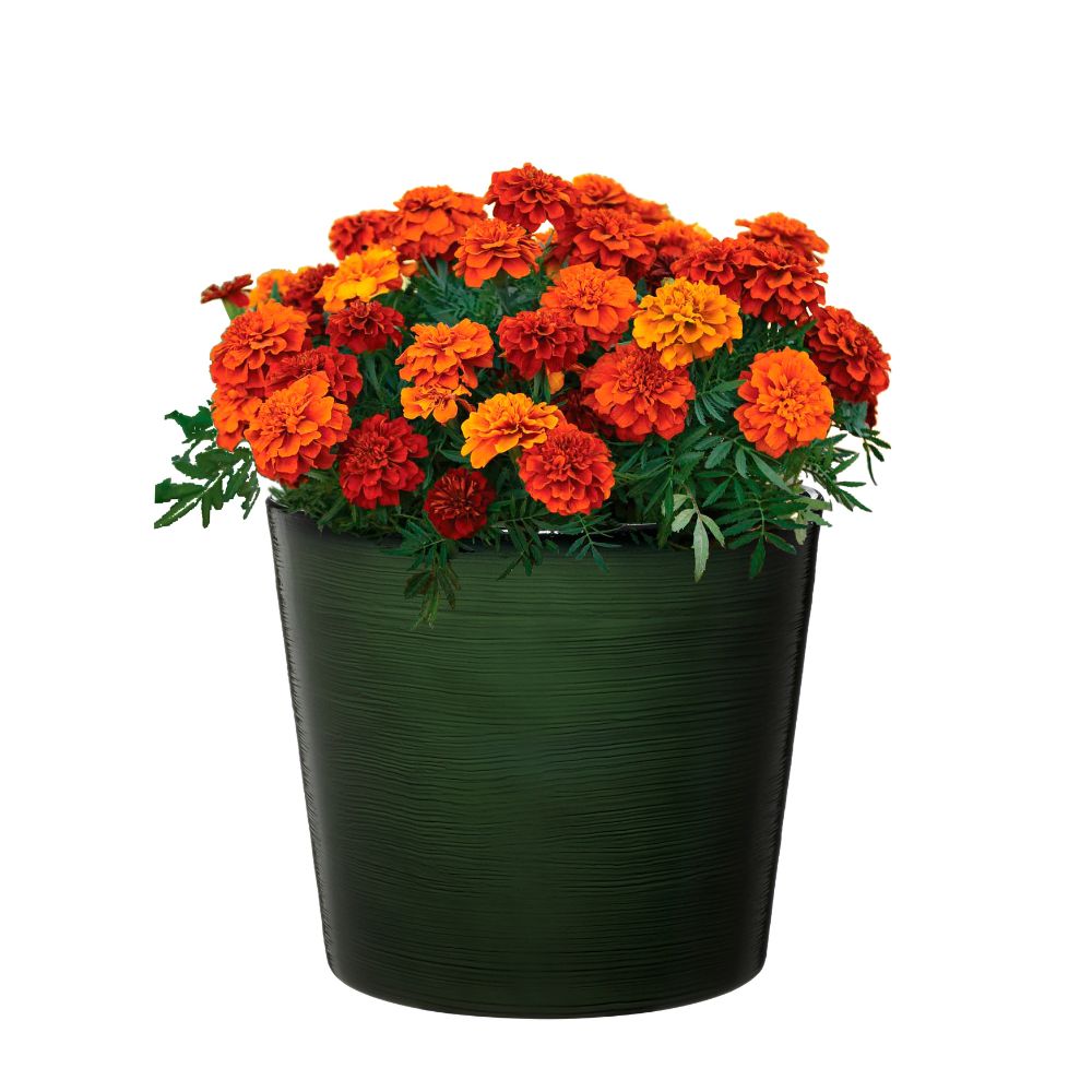 deep green garden planter on white background