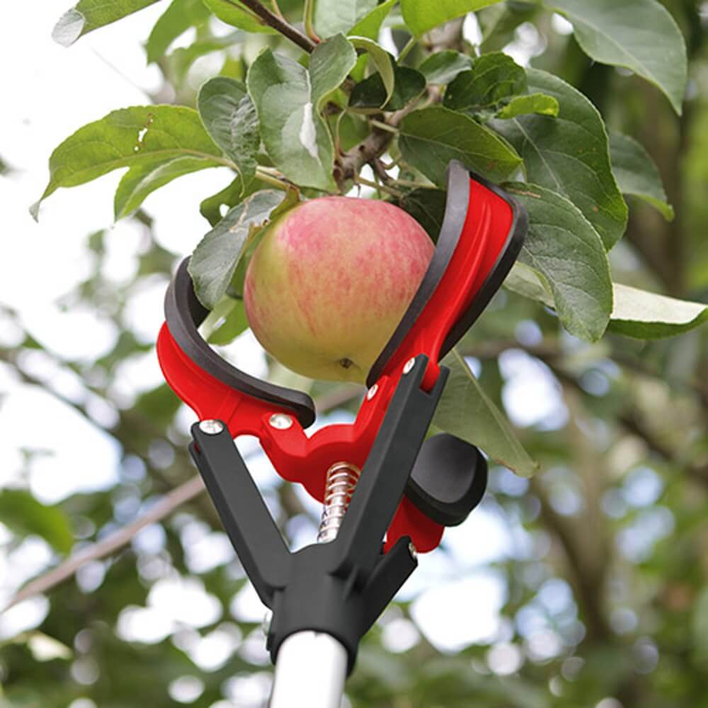 close up of darlac red and black apple grabber grabbing apples