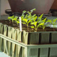 green deep rootrainer with seedlings and labels in greenhouse
