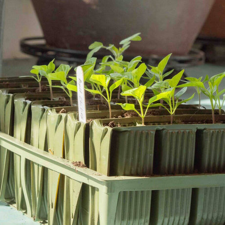 green deep rootrainer with seedlings and labels in greenhouse