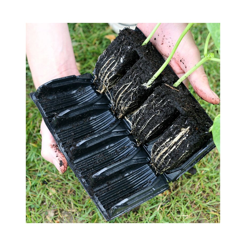 opened deep root trainer book