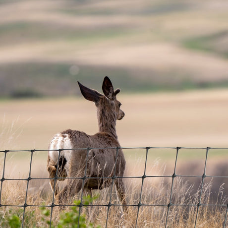 A deer standing  in field with deer netting