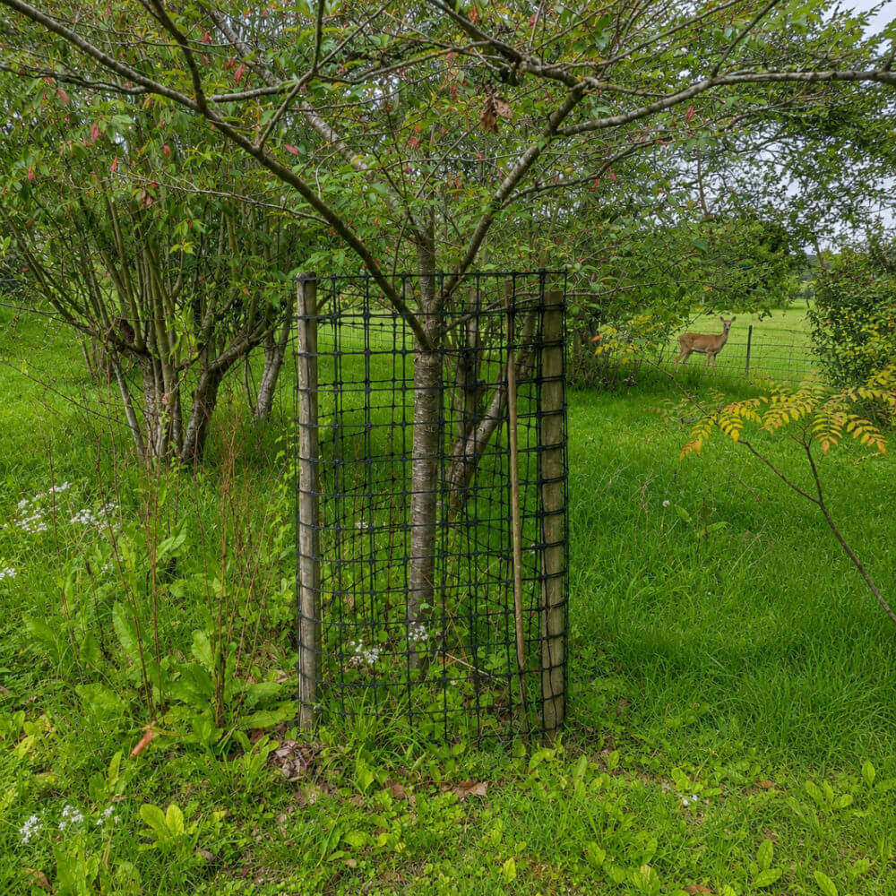 Tree supported by a deer netting in a grassy field with a deer in the background
