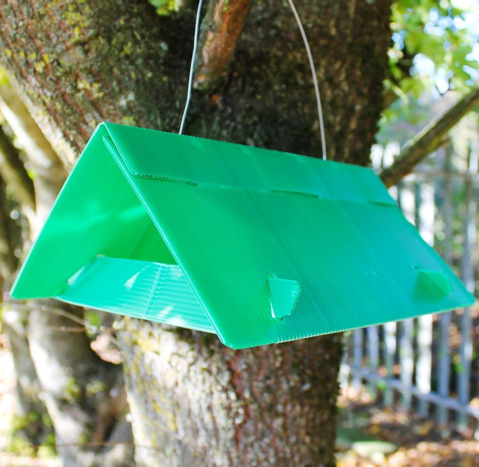 A green triangular pheromone trap for codling moths