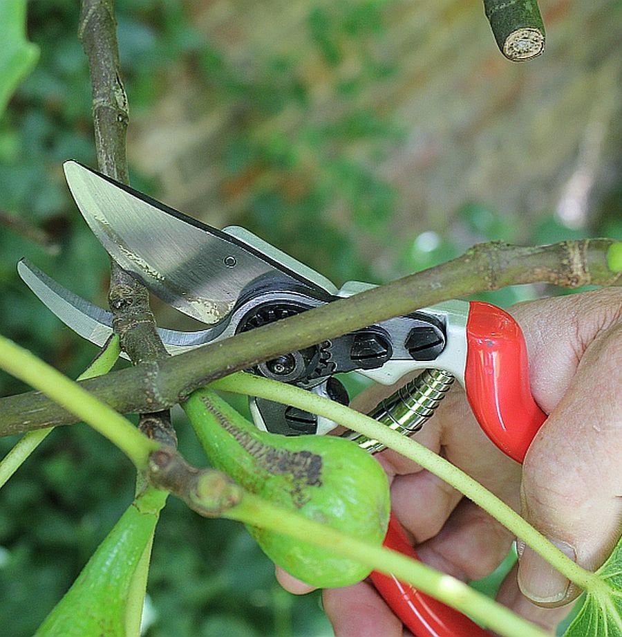 garden clippers in use