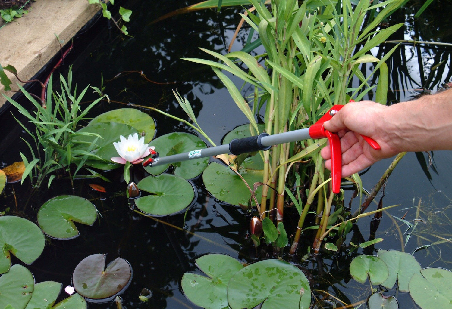 Pond with garden snapper