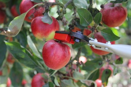 Apples being pruned