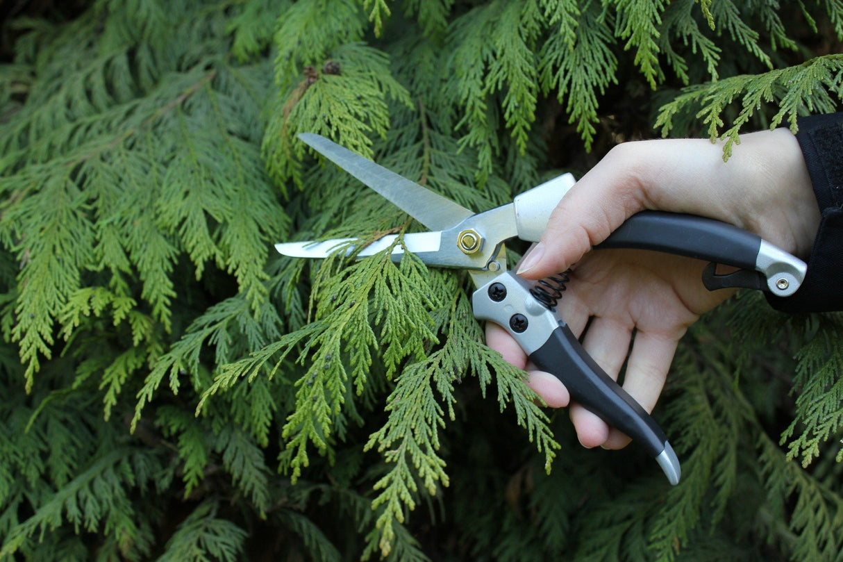 Darlac compact handshears cutting plant