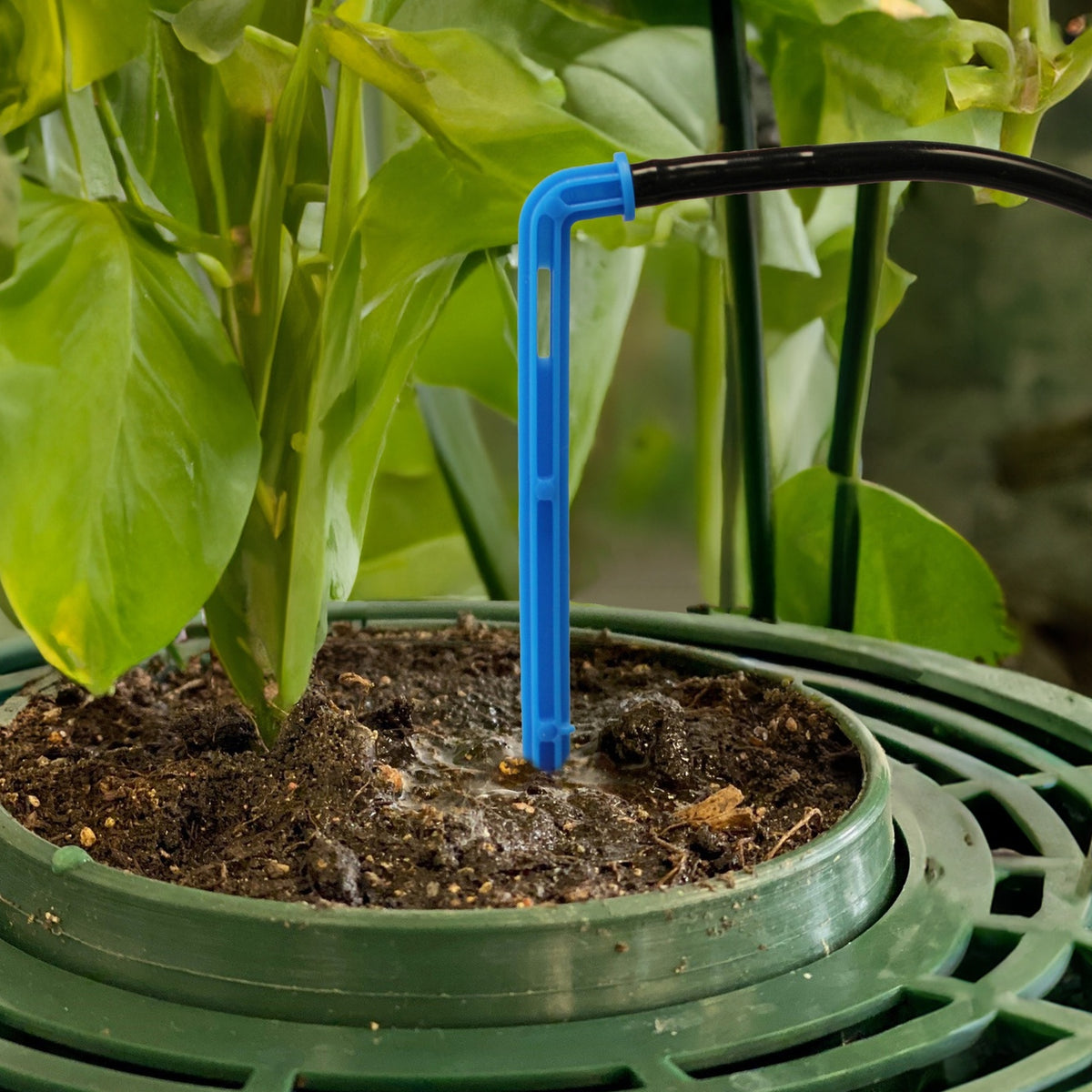 Dripper prong close up. Being used in grow pot