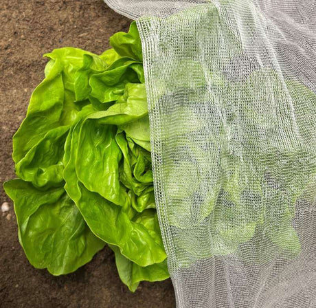 biodegradable insect netting made from cornstarch
